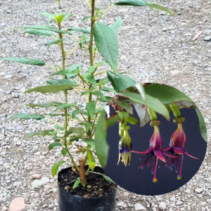 Fuchsia Excorticata